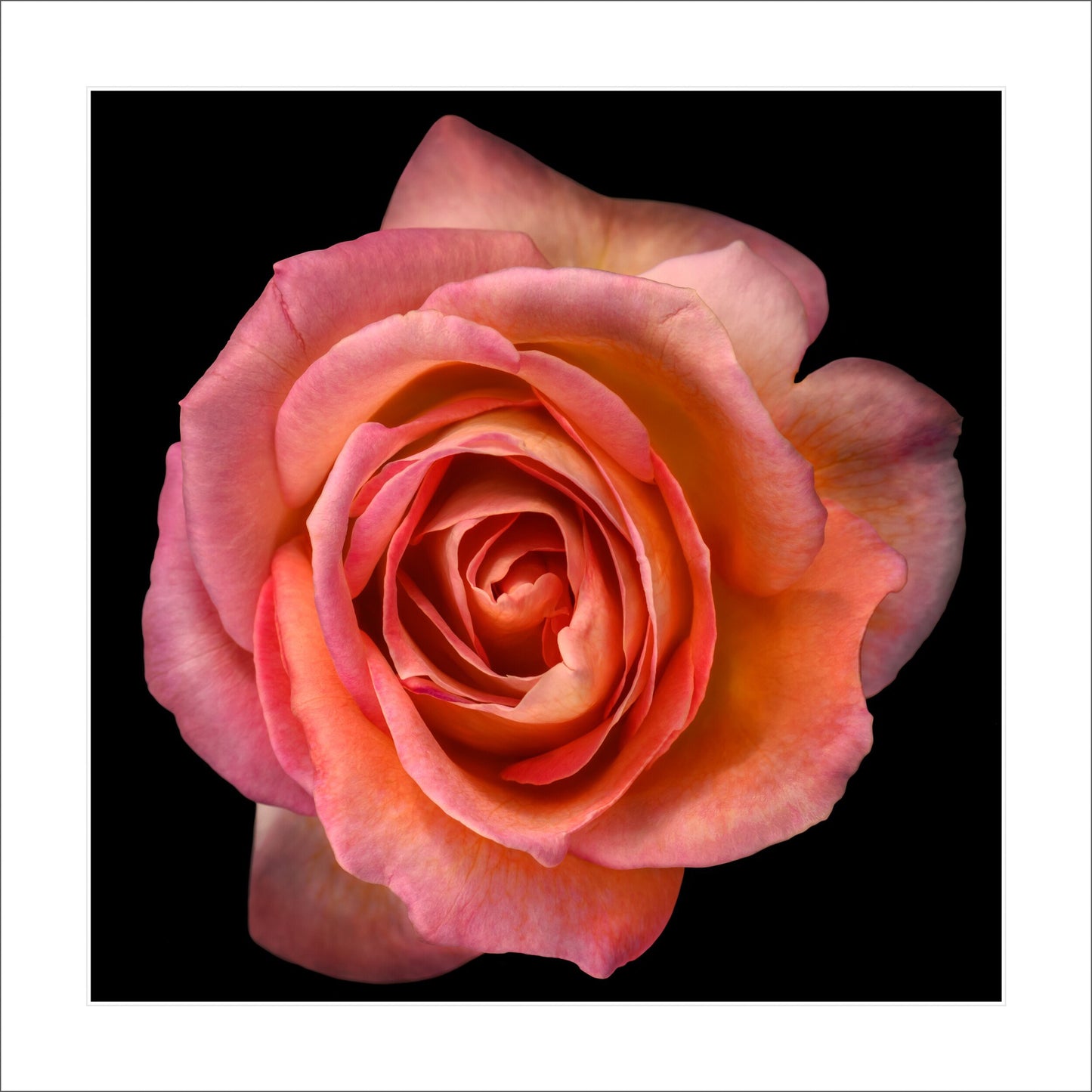 orange floribunda rose in prime bloom with a spiral oval opening with light orange highlights. Centered in Square mode, black background 12" white mat