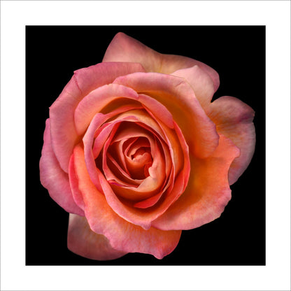 orange floribunda rose in prime bloom with a spiral oval opening with light orange highlights. Centered in Square mode, black background 16" white mat