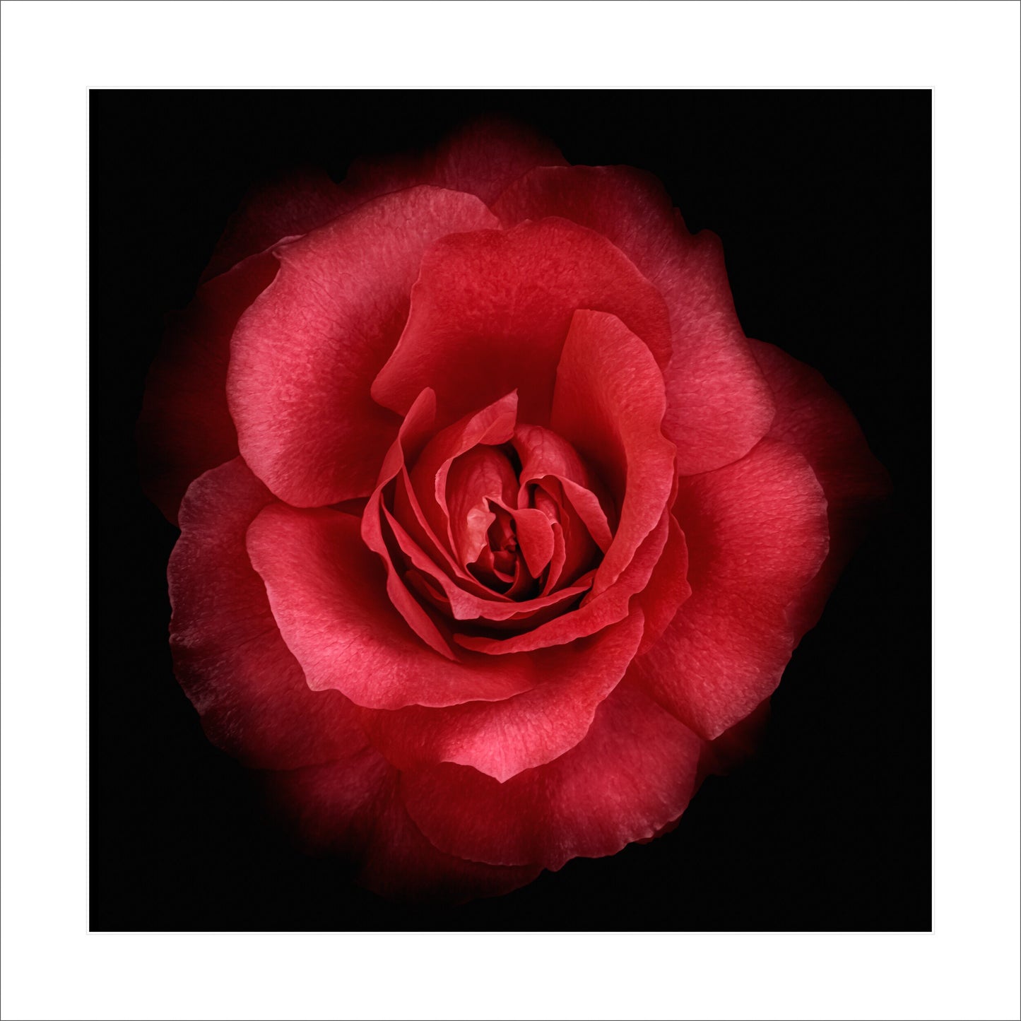 Print of stunning red rose with round bloom, rosette-style form Centered in Square mode on black background 16" white mat