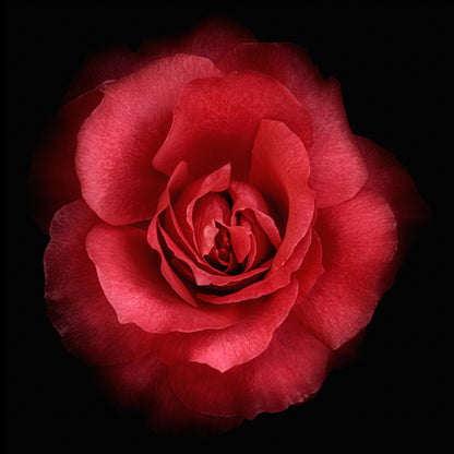 Print of stunning red rose with round bloom, rosette-style form Centered in Square mode on black background wall art