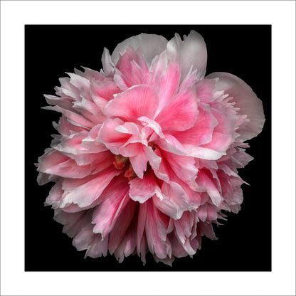 pink double bloom peony with swirl petals colored from a deep magenta center to white tips at the edge Giclee Print on Bamboo Paper Centered in Square mode black background 12" white mat