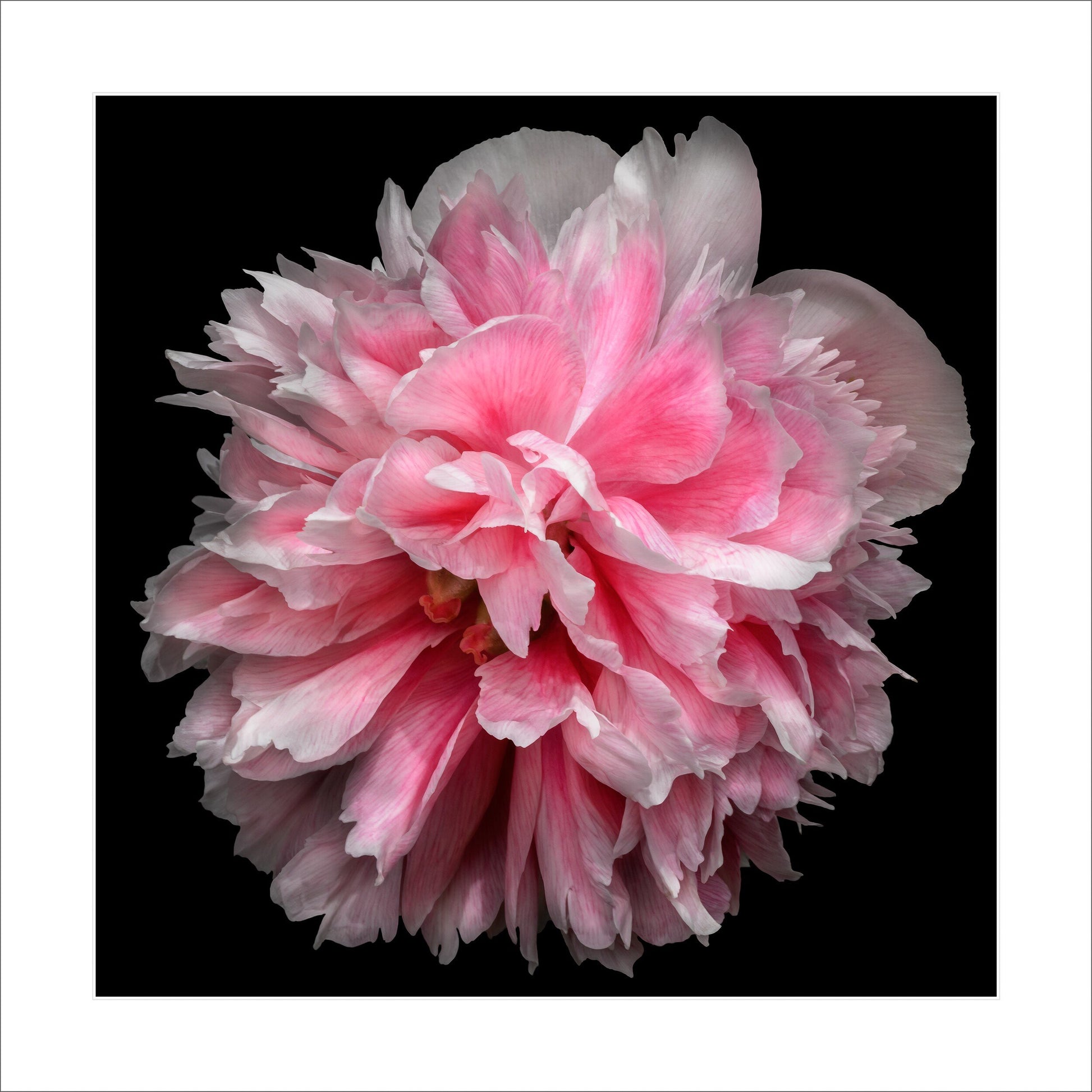 pink double bloom peony with swirl petals colored from a deep magenta center to white tips at the edge Giclee Print on Bamboo Paper Centered in Square mode black background 16" white mat