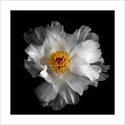 Peony flower in full bloom with overlapping pure white petals giant open center with yellow stamen Centered in Square mode on black background 12" white mat