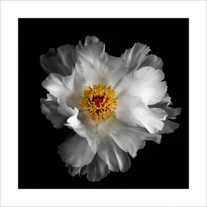 Peony flower in full bloom with overlapping pure white petals giant open center with yellow stamen Centered in Square mode on black background 16" white mat