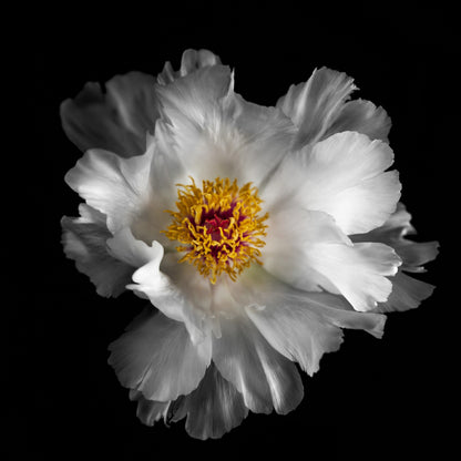 Peony flower in full bloom with overlapping pure white petals giant open center with yellow stamen Centered in Square mode on black background wall art