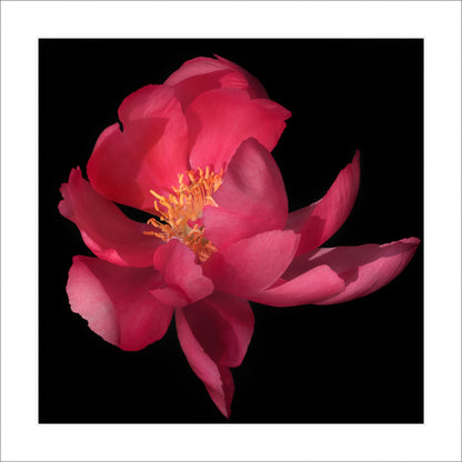 print of dark pink blooming Flame peony with giant open scalloped petals and yellow stamen center. Centered in Square mode, black background 12" white mat