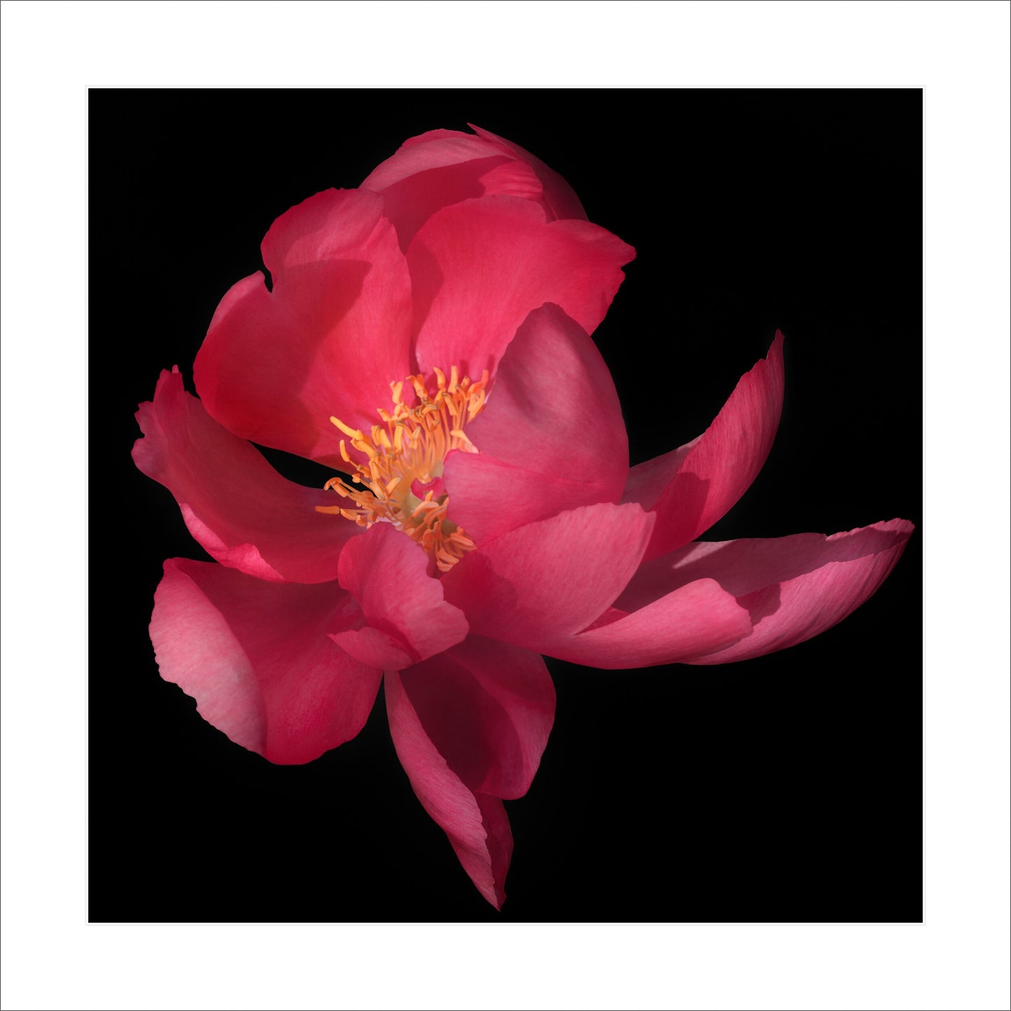 print of dark pink blooming Flame peony with giant open scalloped petals and yellow stamen center. Centered in Square mode, black background 16" white mat