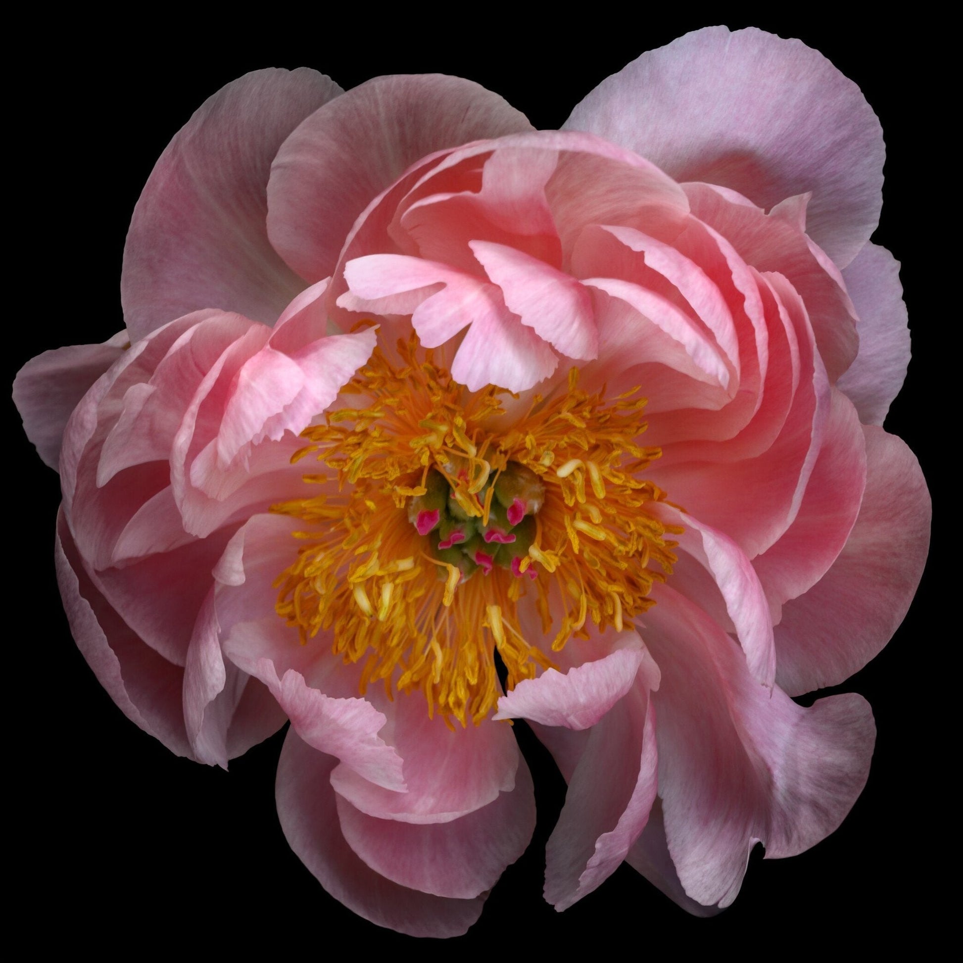 print of pink double blooming peony dark coral center with round fluttering petals that fade to pale pink, large yellow stamen center Square mode, black background, wall art