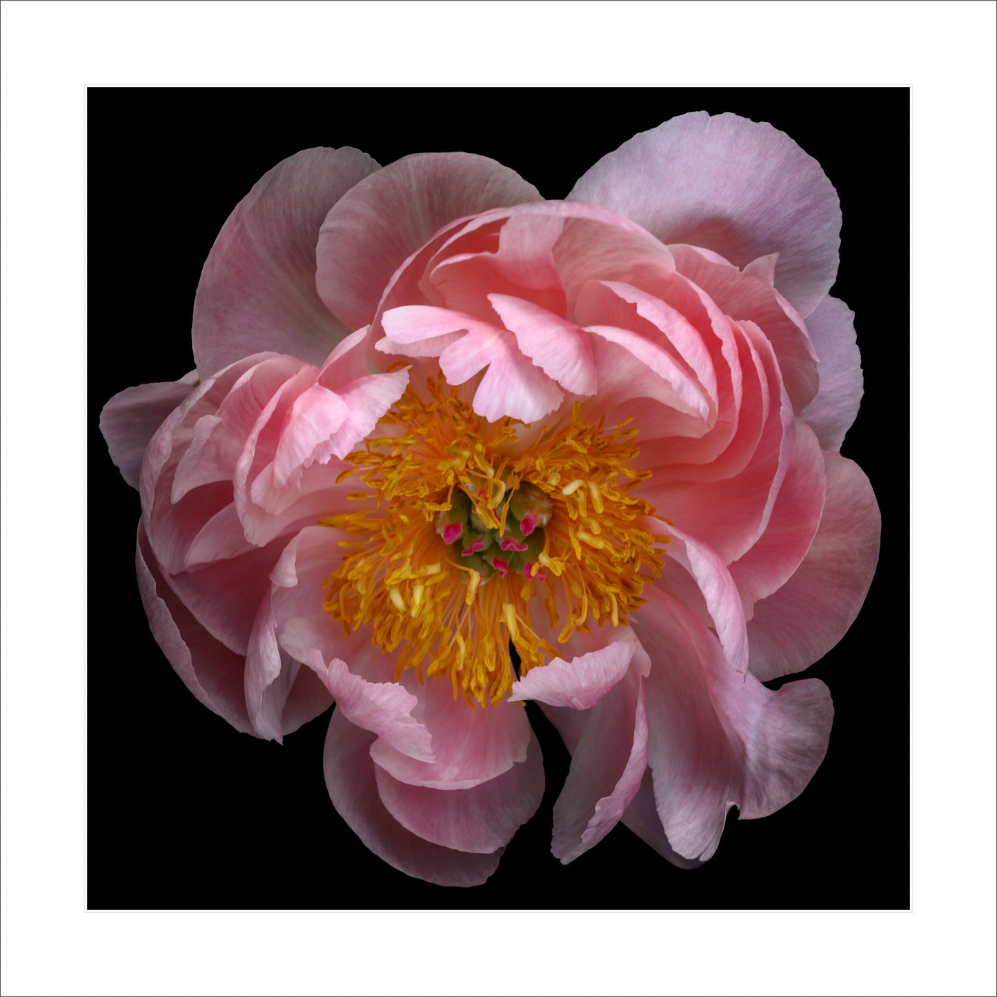 print of pink double blooming peony dark coral center with round fluttering petals that fade to pale pink, large yellow stamen center black background 12" white mat