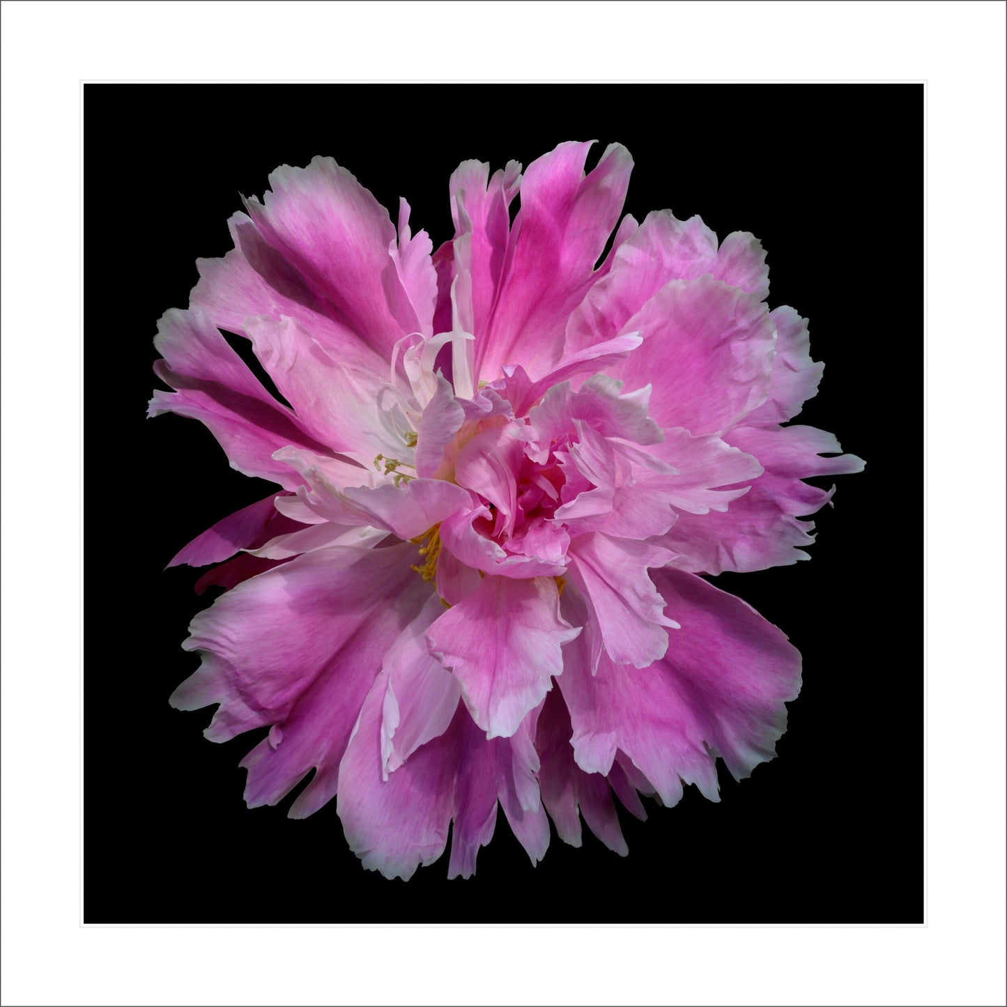 pink semi-double peony Large fluttery ruffled pink petals with white silvery edging and tips with center of unfurled petals,Centered in Square mode,black background 12" white mat