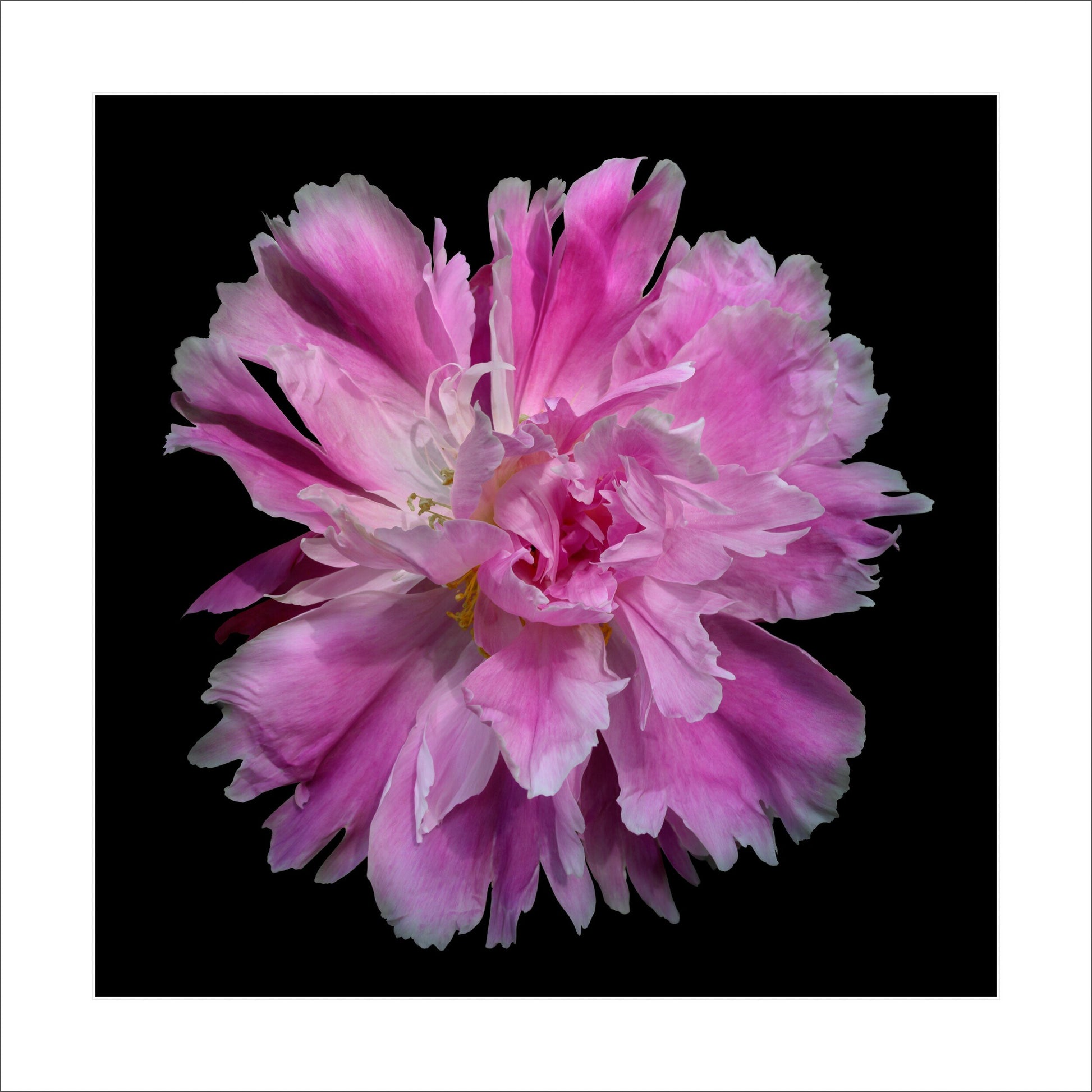 pink semi-double peony Large fluttery ruffled pink petals with white silvery edging and tips with center of unfurled petals,Centered in Square mode,black background 16" white mat