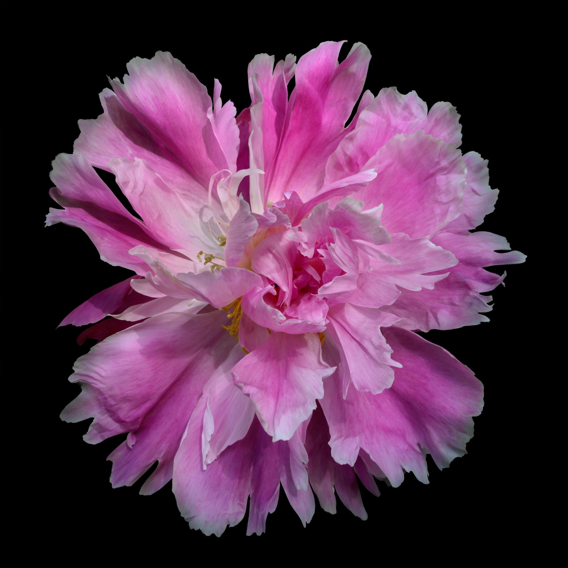 pink semi-double peony Large fluttery ruffled pink petals with white silvery edging and tips with center of unfurled petals,Centered in Square mode,black background, wall art