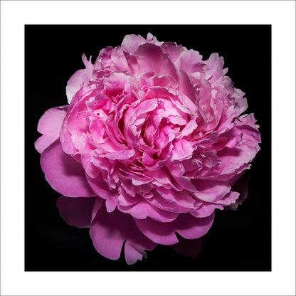 vibrant pink peony with full double blooming petals, round shape with scalloped pink petals,Centered in Square mode, black background 12" white mat