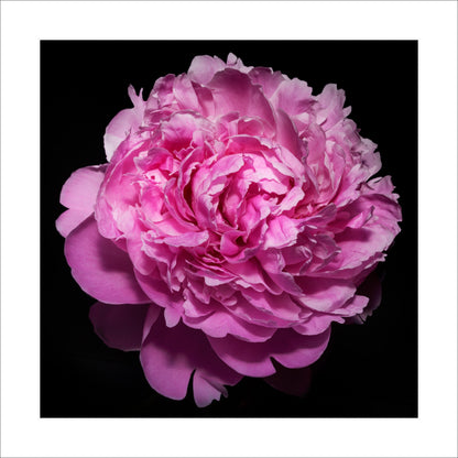 vibrant pink peony with full double blooming petals, round shape with scalloped pink petals,Centered in Square mode, black background 16" white mat