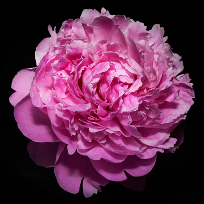 vibrant pink peony with full double blooming petals, round shape with scalloped pink petals,Centered in Square mode, black background, wall art