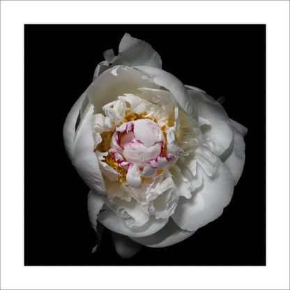 Peony flower with white petals adorned with crimson accents and yellow center half open half closed  Centered in Square mode on black background 16" white mat