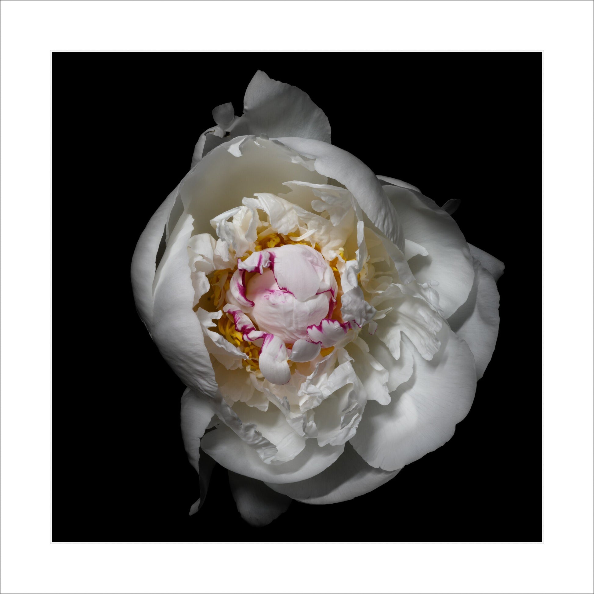 Peony flower with white petals adorned with crimson accents and yellow center half open half closed  Centered in Square mode on black background 12" white mat