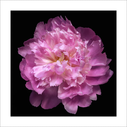 double blooming bright pink Edulis Superba peony with yellow highlights Centered in Square mode, black background 12" white mat