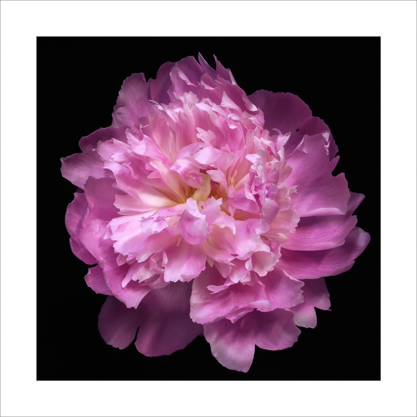 double blooming bright pink Edulis Superba peony with yellow highlights Centered in Square mode, black background 16" white mat