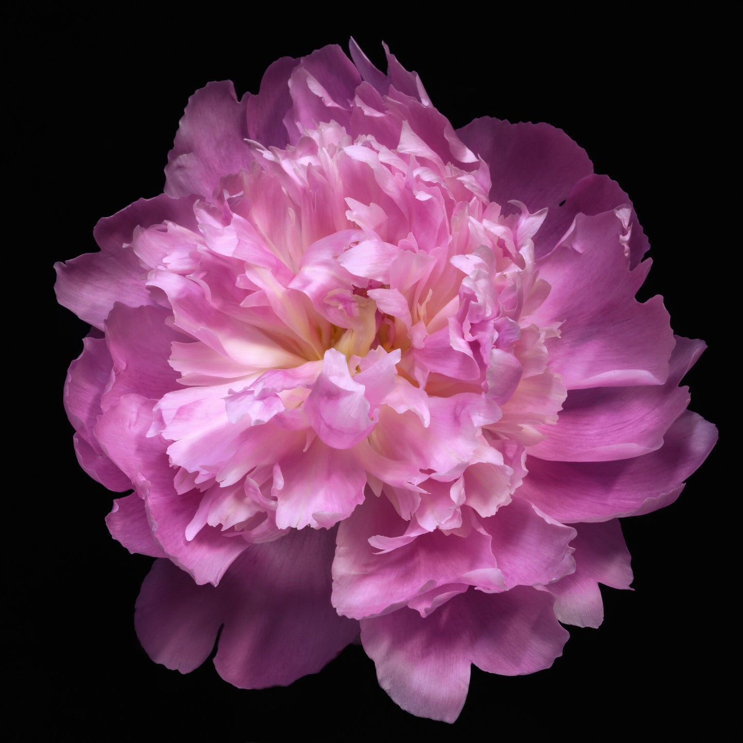 double blooming bright pink Edulis Superba peony with yellow highlights Centered in Square mode, black background, wall art