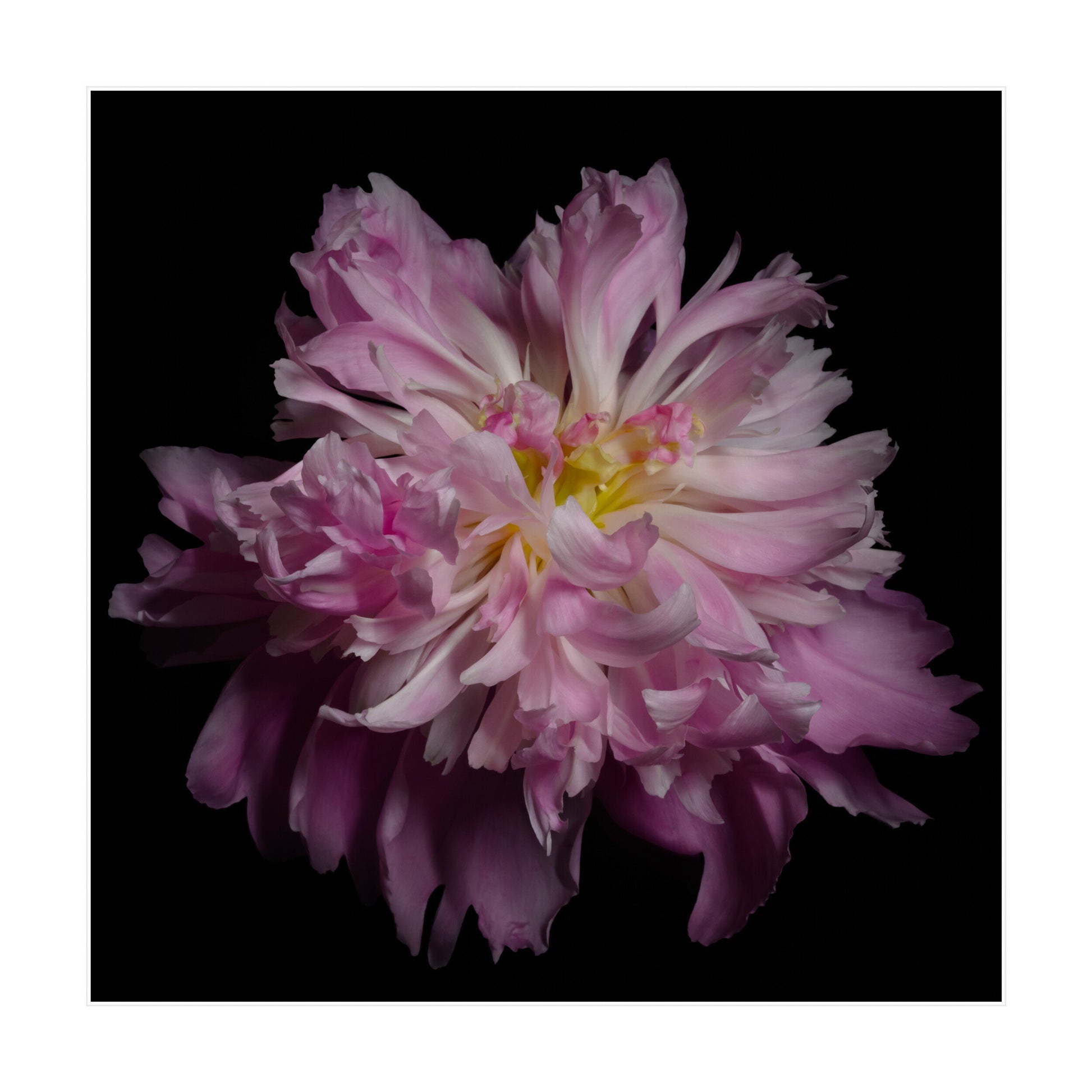 print of pink magenta double blooming peony delicate fluttering petals of white and magenta with a yellow center Giclee Print on Bamboo Paper Centered in Square mode, black background 12" white mat