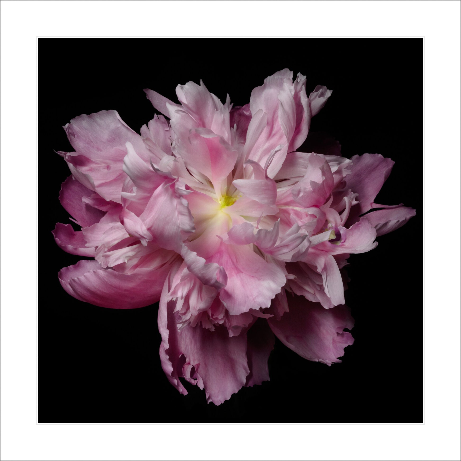 pink double blooming peony scalloped petals magenta with silvery edges and yellow center Giclee Print on Bamboo Paper Centered in Square mode, black background 16" white mat