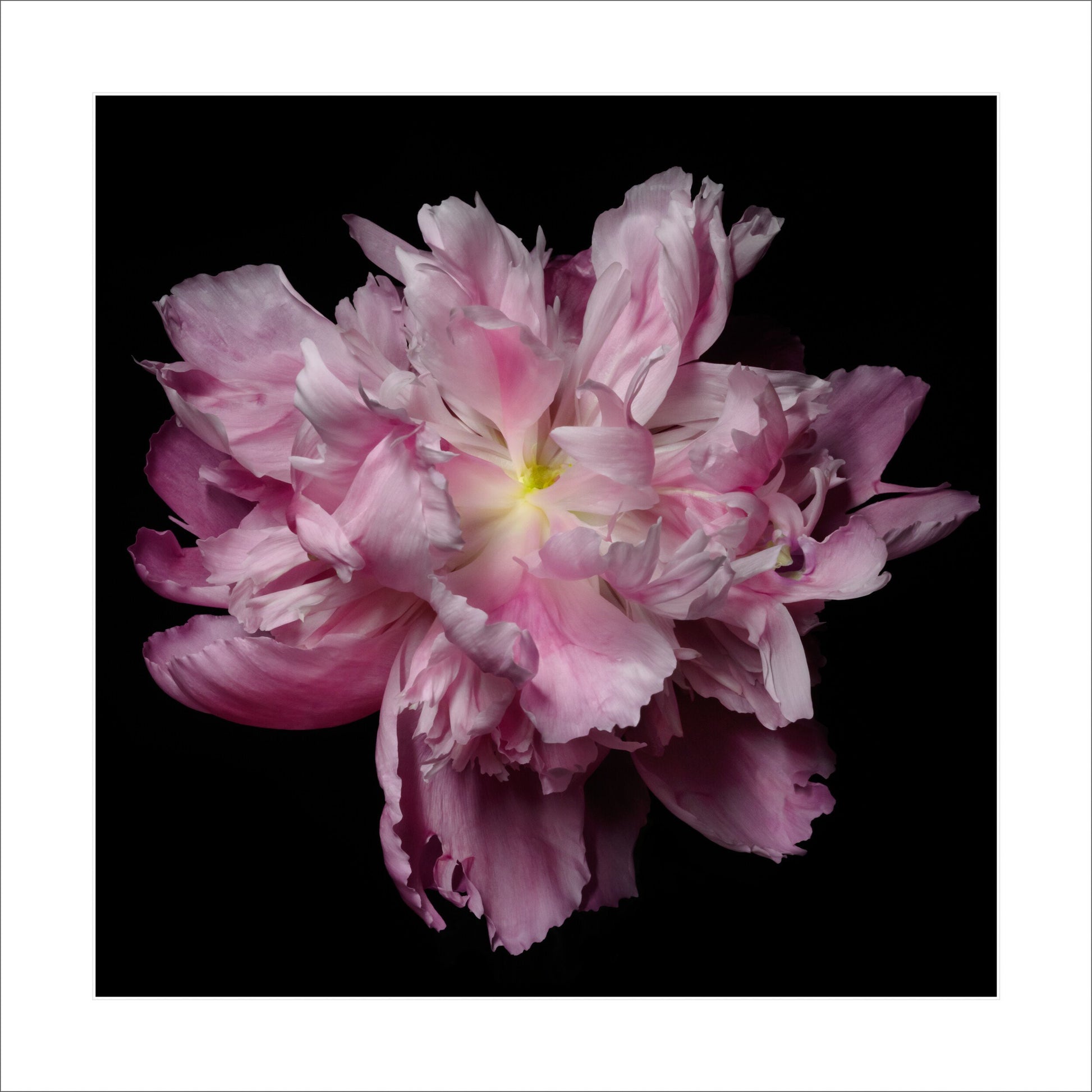 pink double blooming peony scalloped petals magenta with silvery edges and yellow center Giclee Print on Bamboo Paper Centered in Square mode, black background 12" white mat