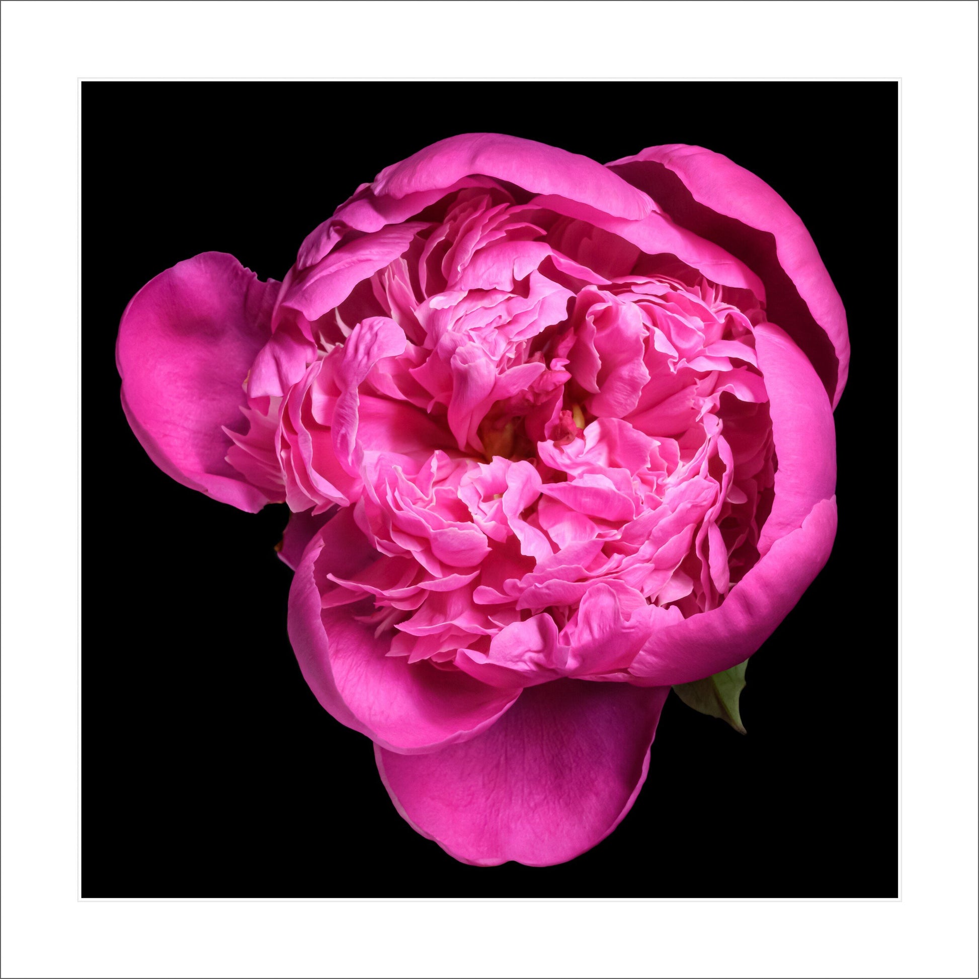 print of pink magenta double blooming peony partially closed inner petals closed yet fluttering with outer petals open. Centered in Square mode, black background 12" white mat