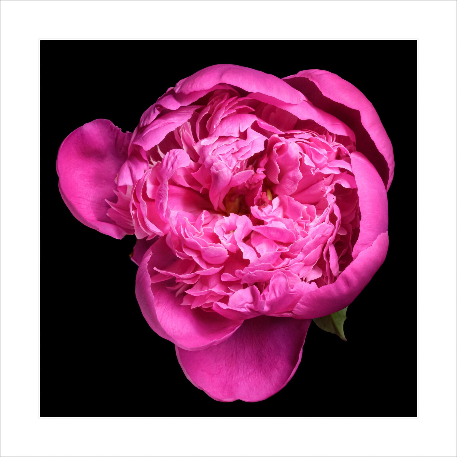 print of pink magenta double blooming peony partially closed inner petals closed yet fluttering with outer petals open. Centered in Square mode, black background 12" white mat