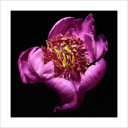 anemone-flowering peony with pink guard petals surrounding a spiky center of yellow and magenta petaloids. Centered in Square mode, black background 12" white mat