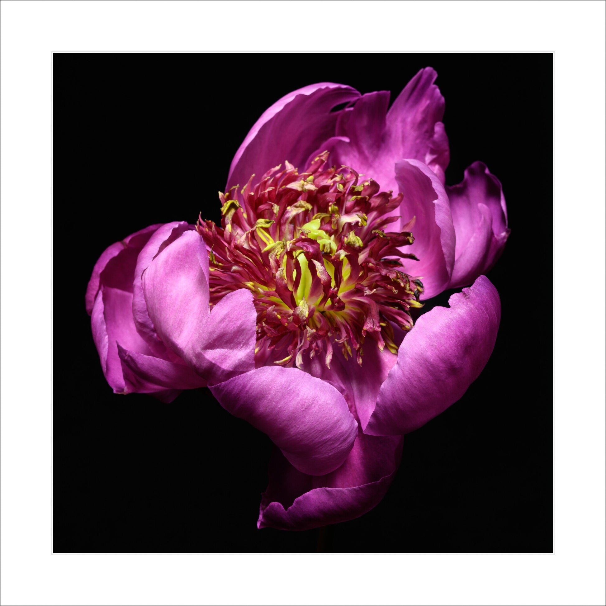 anemone-flowering peony with pink guard petals surrounding a spiky center of yellow and magenta petaloids. Centered in Square mode, black back ground 16" white mat