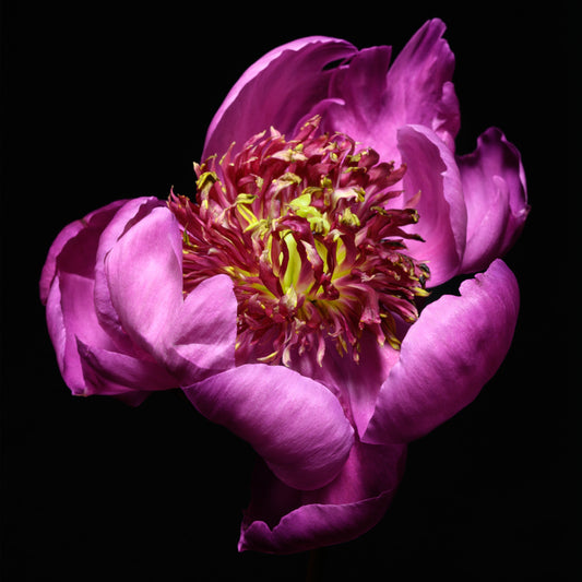 anemone-flowering peony with pink guard petals surrounding a spiky center of yellow and magenta petaloids. Centered in Square mode, black background, wall art