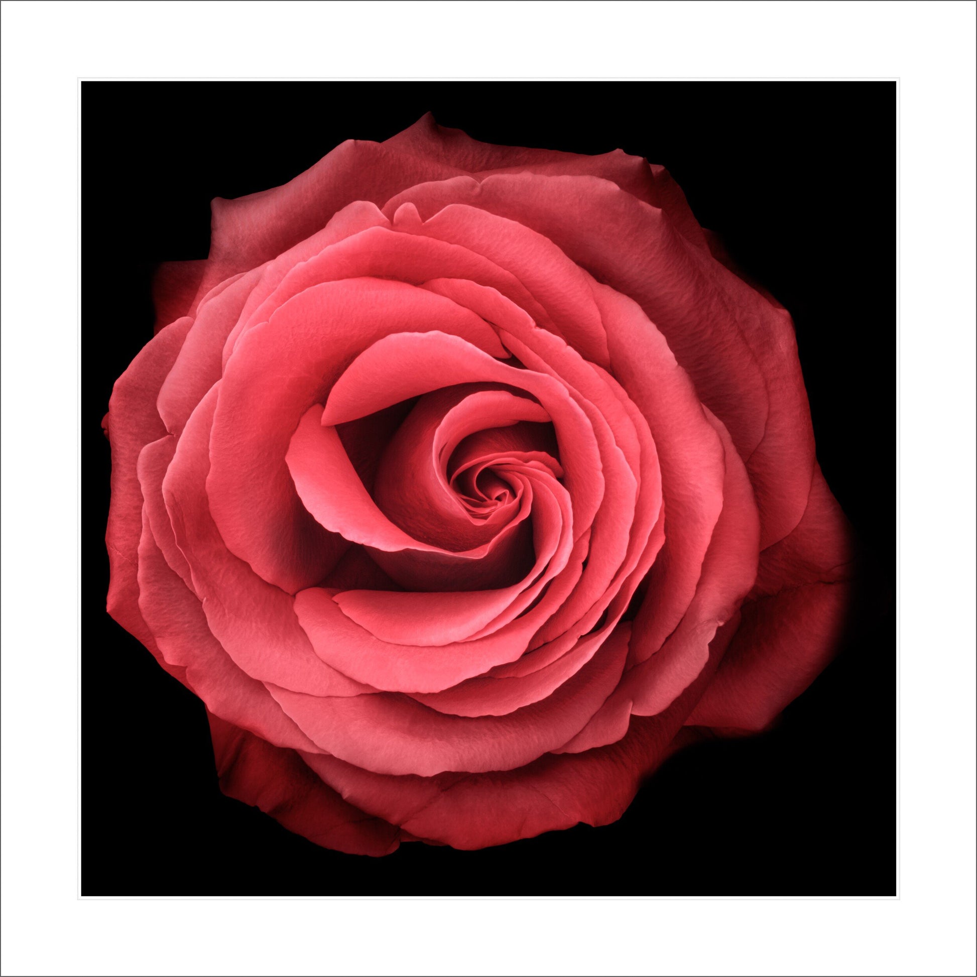 Print of vibrant red rose symmetrical full flower with a swirl center Centered in Square mode on black background 12" white mat