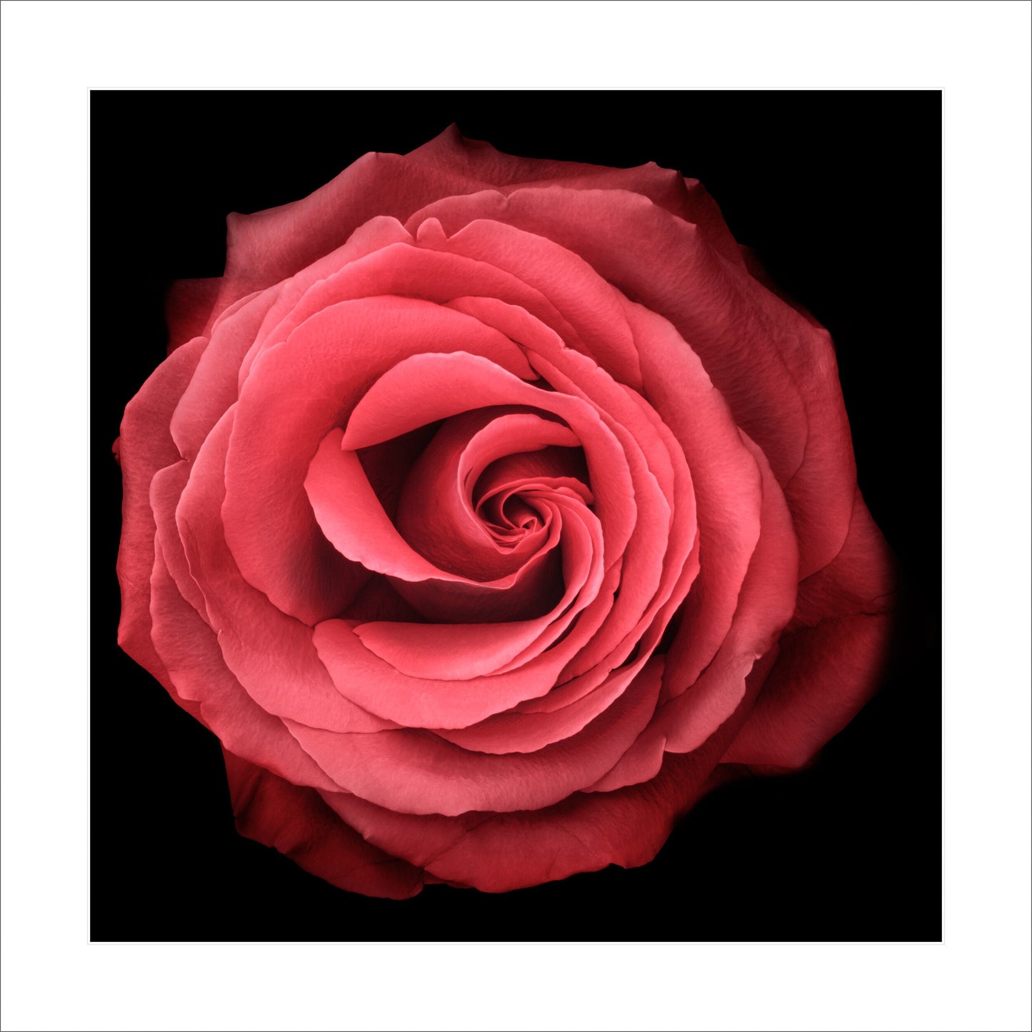 Print of vibrant red rose symmetrical full flower with a swirl center Centered in Square mode on black background 16" white mat