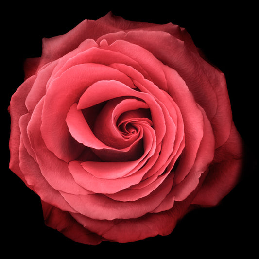 Print of vibrant red rose symmetrical full flower with a swirl center Centered in Square mode on black background wall art