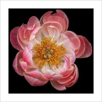 double boom pink hybrid peony with dark coral center and round fluttering petals fading to pale pink, large yellow stamen center Centered in Square mode, black background 12" white mat