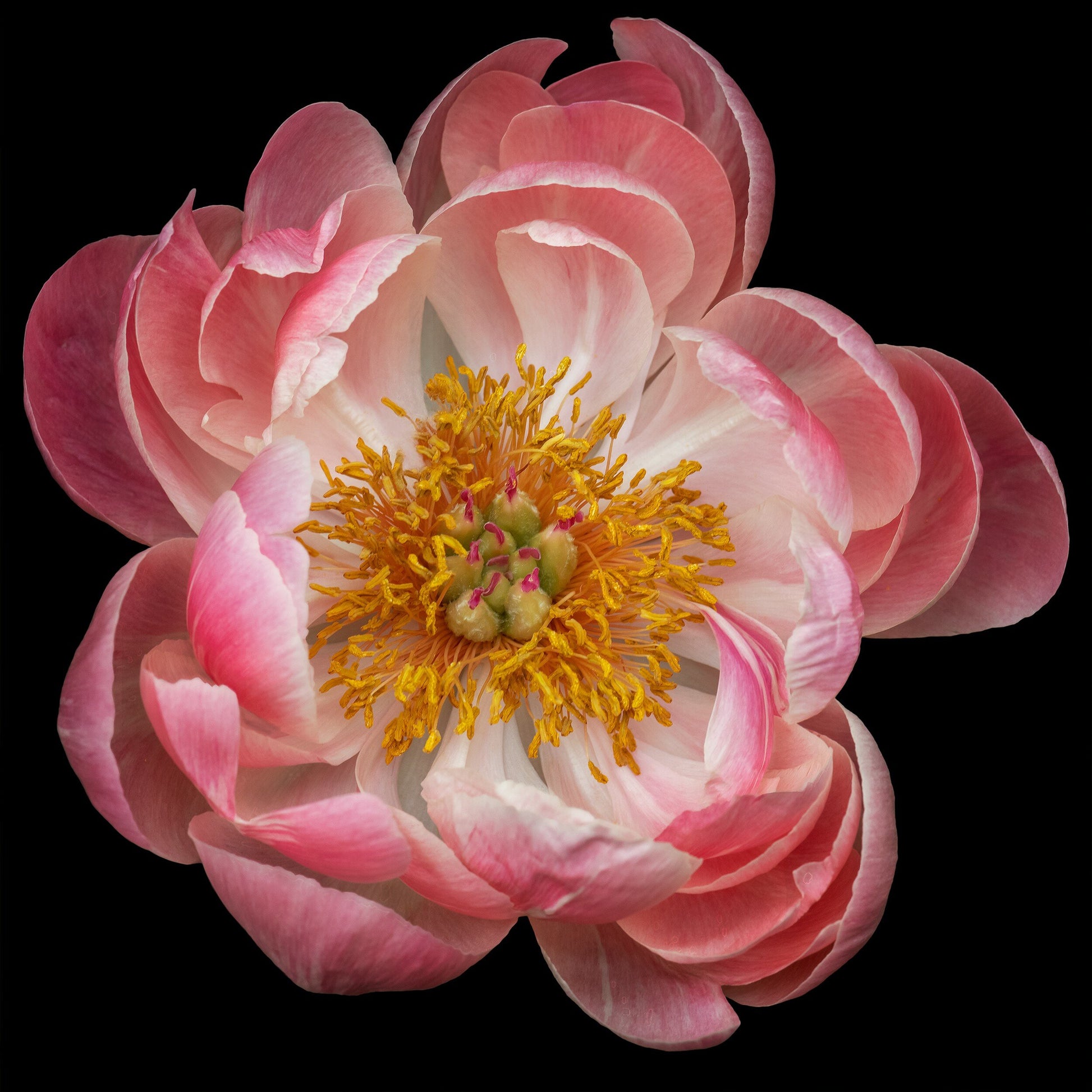 double boom pink hybrid peony with dark coral center and round fluttering petals fading to pale pink, large yellow stamen center Centered in Square mode, black background, wall art