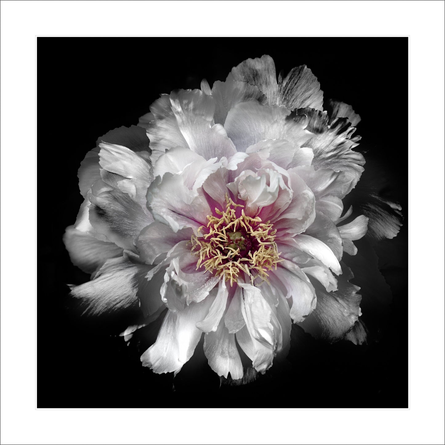 Print of large White Peony flower with pastel-colored petals in shades of soft pink, blush, white, giant open center with yellow stamen  Centered in Square mode on black background 12" white mat