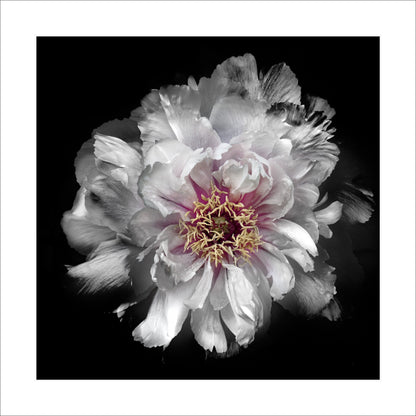 Print of large White Peony flower with pastel-colored petals in shades of soft pink, blush, white, giant open center with yellow stamen  Centered in Square mode on black background 16" white mat