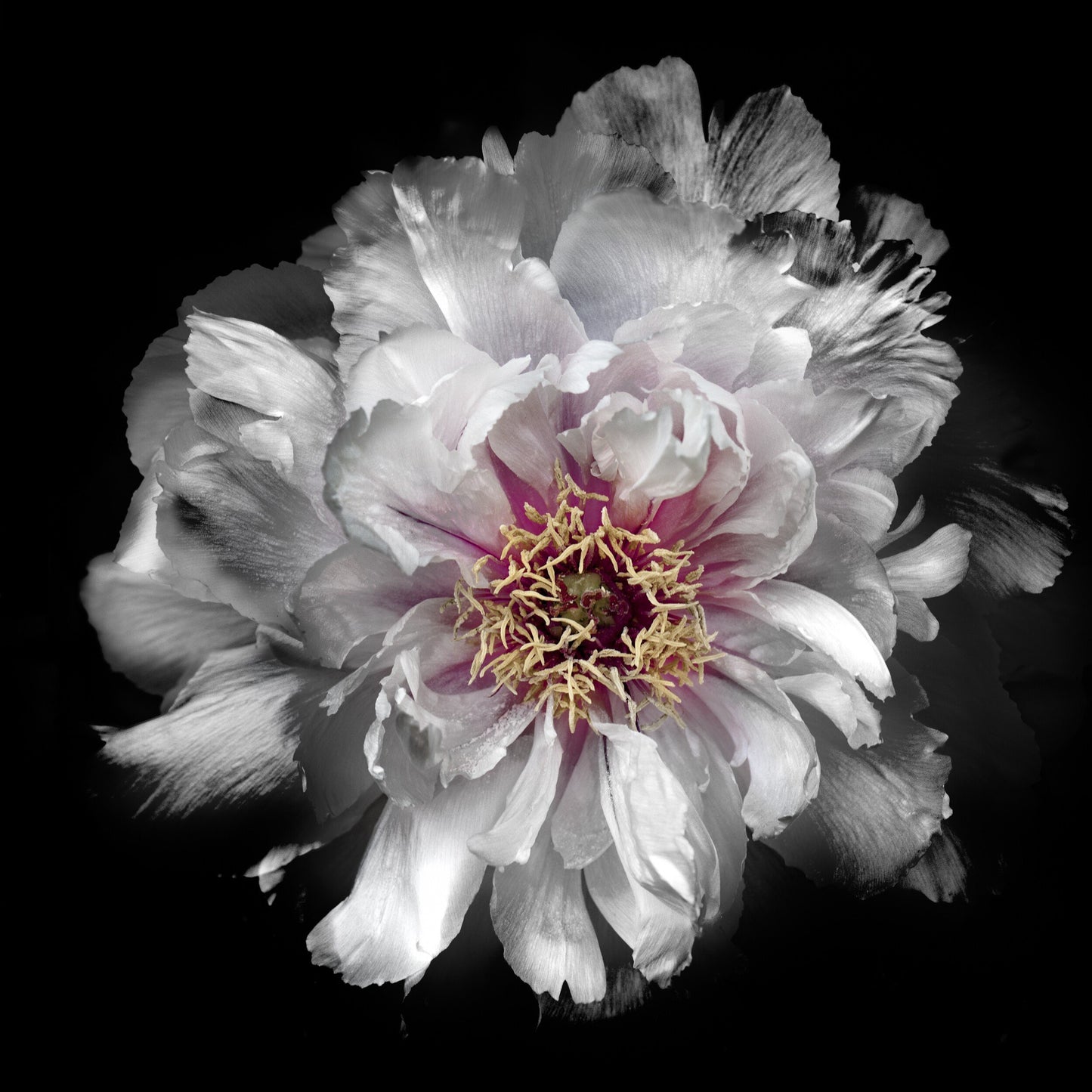 Print of White Peony for sale large flower with pastel-colored petals in shades of soft pink, blush, white, giant open center with yellow stamen  Centered in Square mode on black background wall art