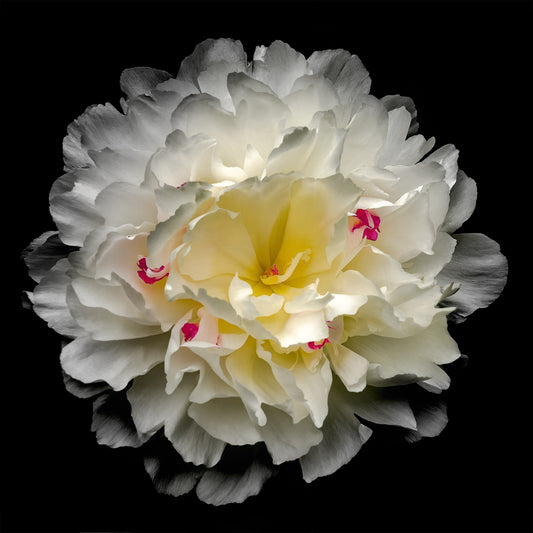 Peony flower in full bloom with delicate white petals adorned with crimson accents and yellow center Centered in Square mode on black background wall art