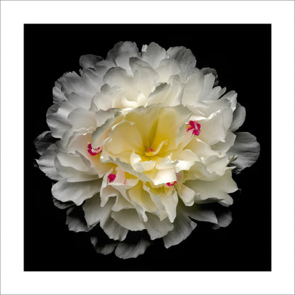 Peony flower in full bloom with delicate white petals adorned with crimson accents and yellow center Centered in Square mode on black background 12" white mat