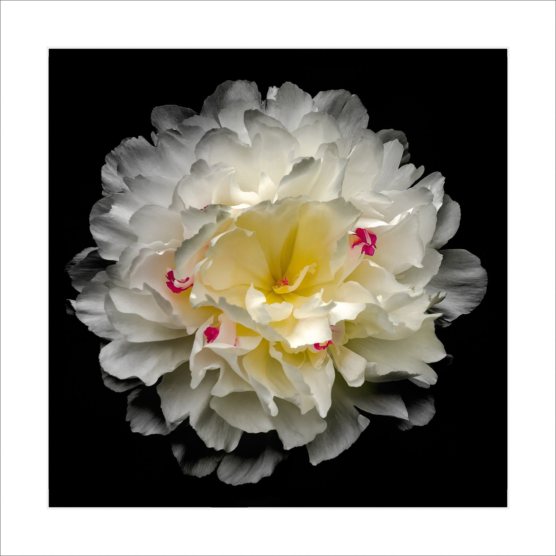 Peony flower in full bloom with delicate white petals adorned with crimson accents and yellow center Centered in Square mode on black background 16" white mat