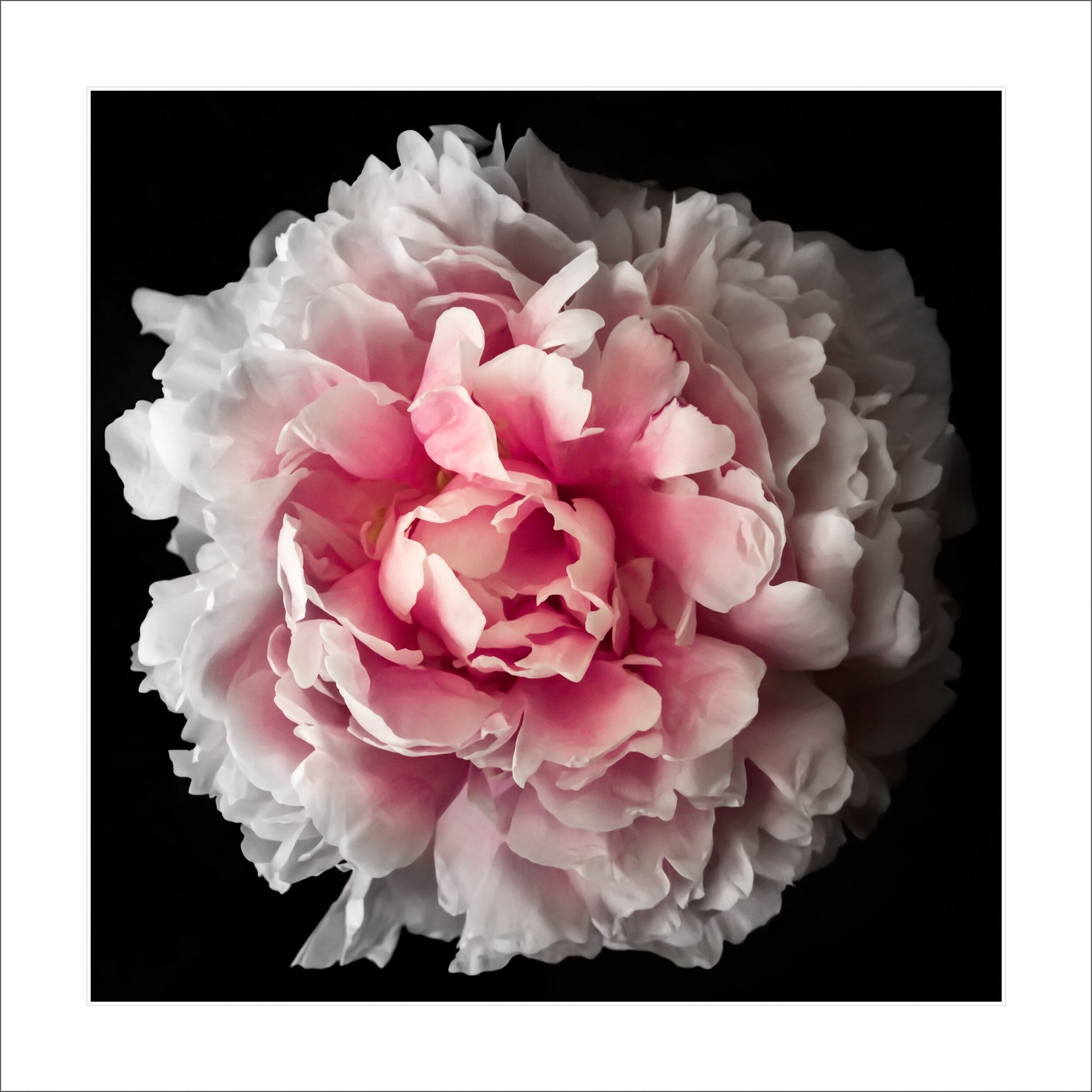 fully double pink peony flower with delicately ruffled petals that unfold to reveal a soft, pale pink coloration Centered in Square mode, black background, 12" white mat