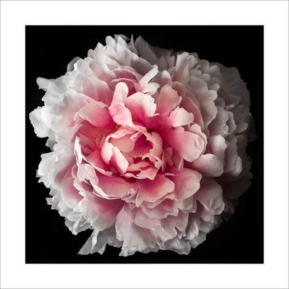 fully double pink peony flower with delicately ruffled petals that unfold to reveal a soft, pale pink coloration Centered in Square mode, black background, 16" white mat