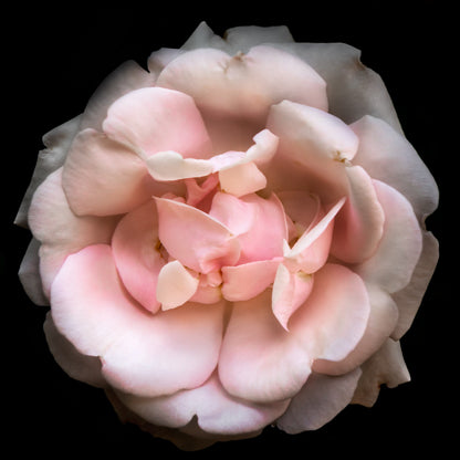 rose with pale pink double blooming reflex petals curling outwards Centered in Square mode, black background white mat