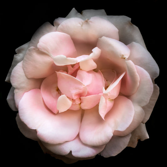 rose with pale pink double blooming reflex petals curling outwards Centered in Square mode, black background white mat