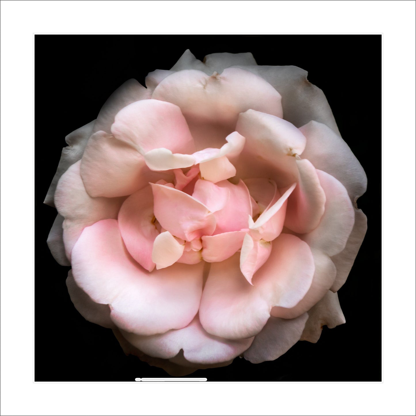 rose with pale pink double blooming reflex petals curling outwards Centered in Square mode, black background 12" white mat