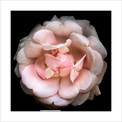 rose with pale pink double blooming reflex petals curling outwards Centered in Square mode, black background 16" white mat