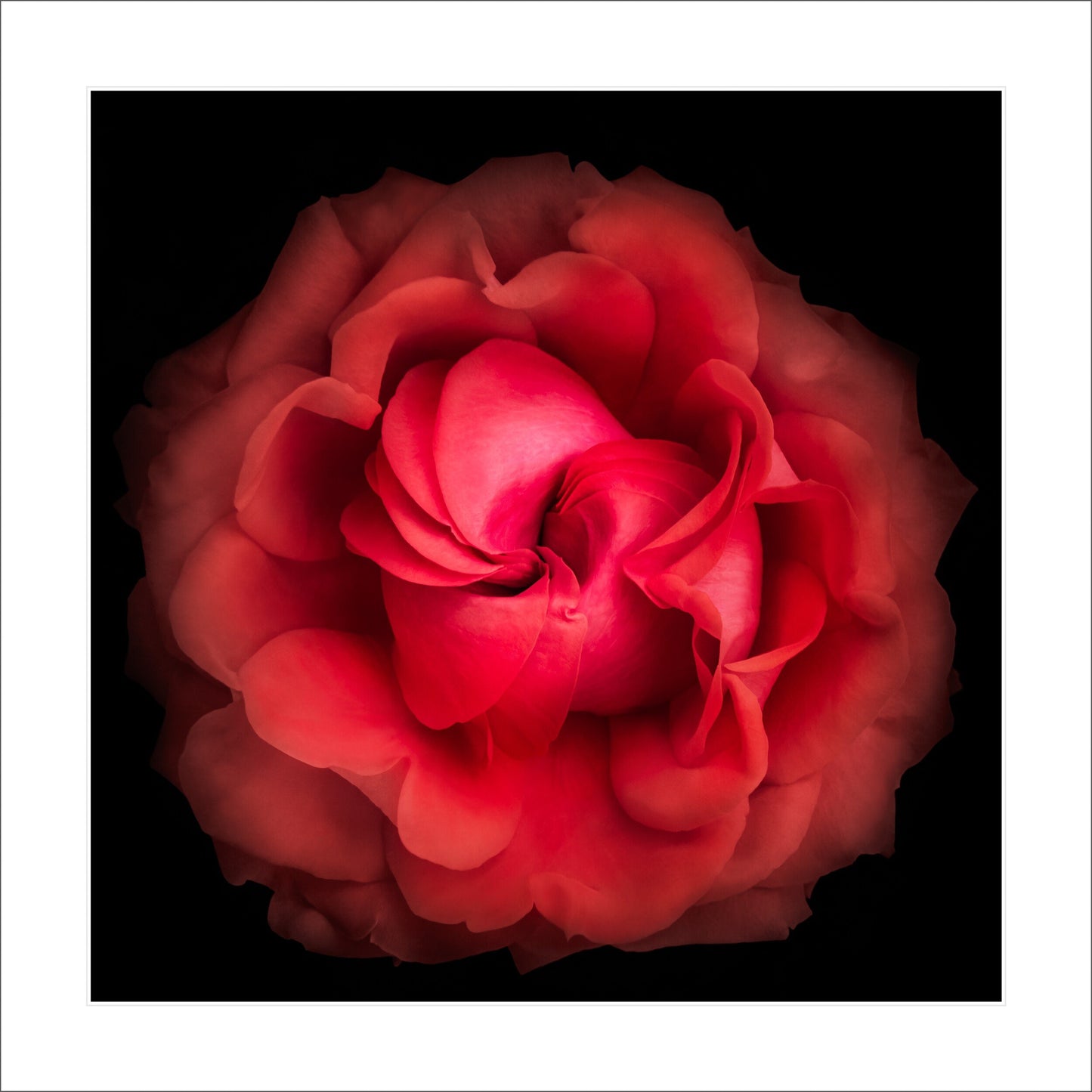 deep red rose flower with closed center petals forming spiral , round and full spherical outer scalloped petals  Centered in Square mode, black background 12" white mat